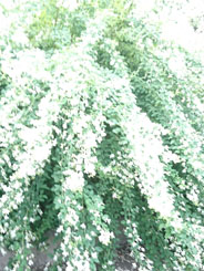 「忖度」今年の流行語大賞