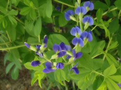 「娑婆永劫の苦をすてて」２