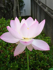 娑婆永劫（しゃばようごう）の苦の果ては