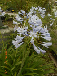 夏が来れば・・