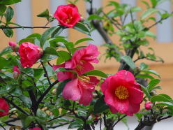 今日とも知らず、明日とも知らず